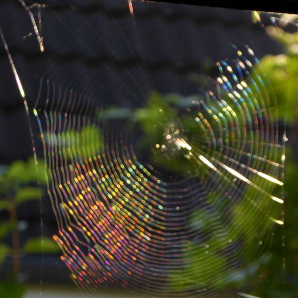 iridescent colours on spiderweb
