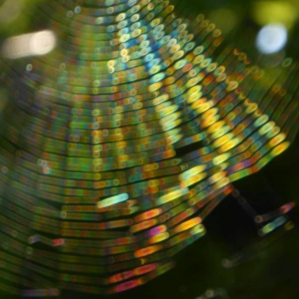 iridescent colours on spiderweb